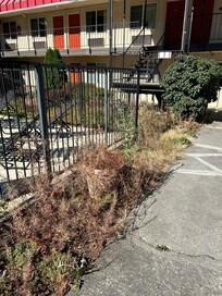 No landscape maintenance around this pool that was out of commission