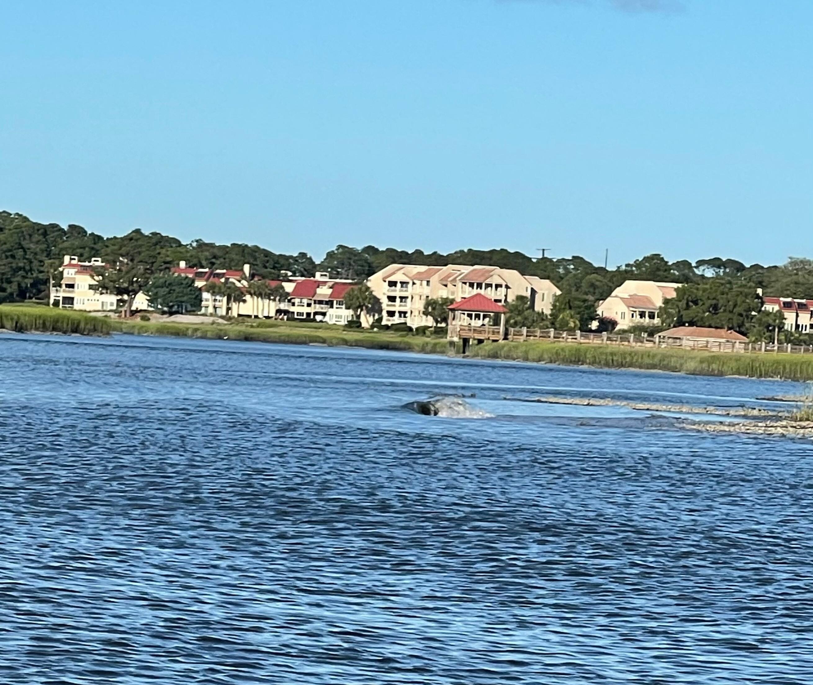Dolphin cruise