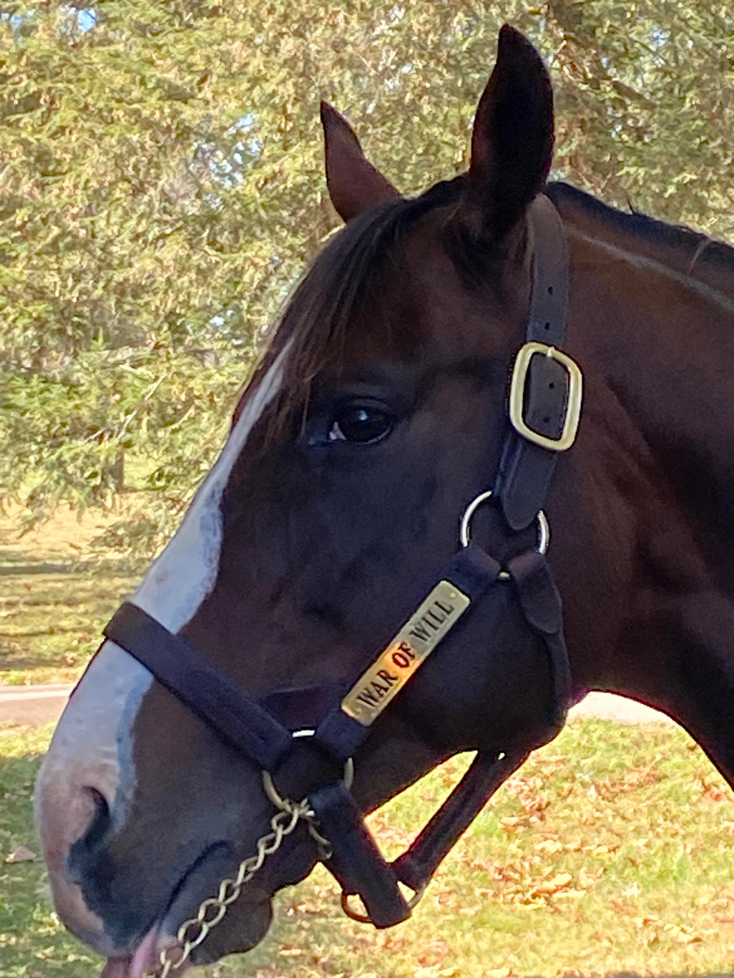 Claiborne farm tour