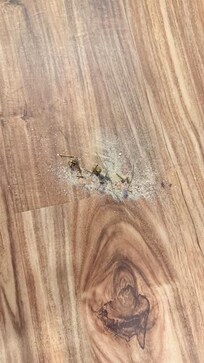 Dirt collected after my wife had to sweep the floors. Also had to buy a mop to clean the nasty floors