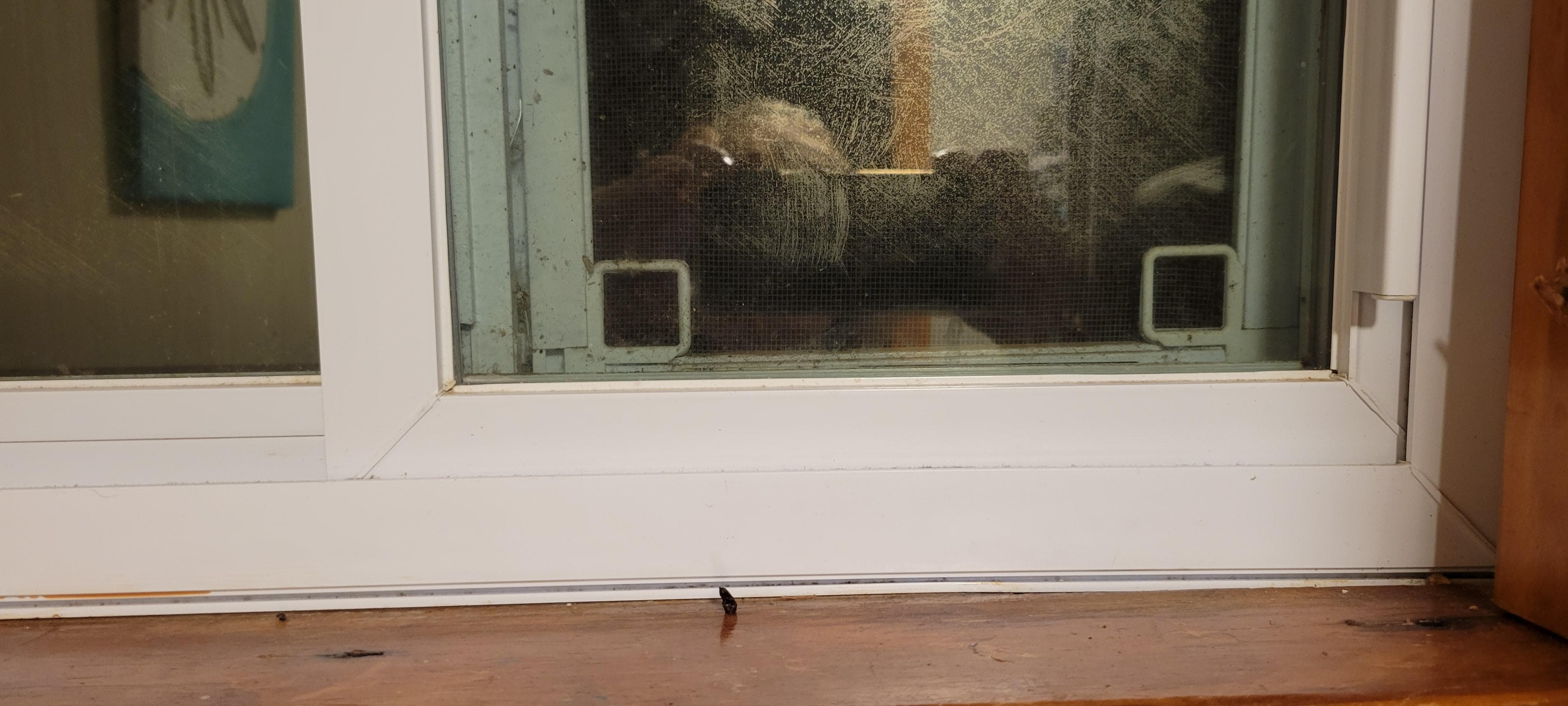 Droppings on bathroom window sill