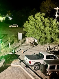 Picture of bear- Knocking trash bins over looking for food.
