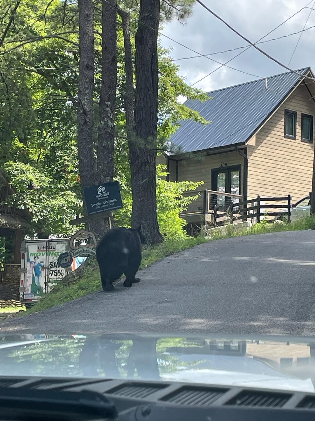 Mama bear on the road to the chalet.