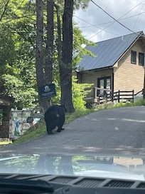 Mama bear on the road to the chalet.