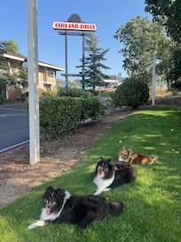 Near the dog park out back