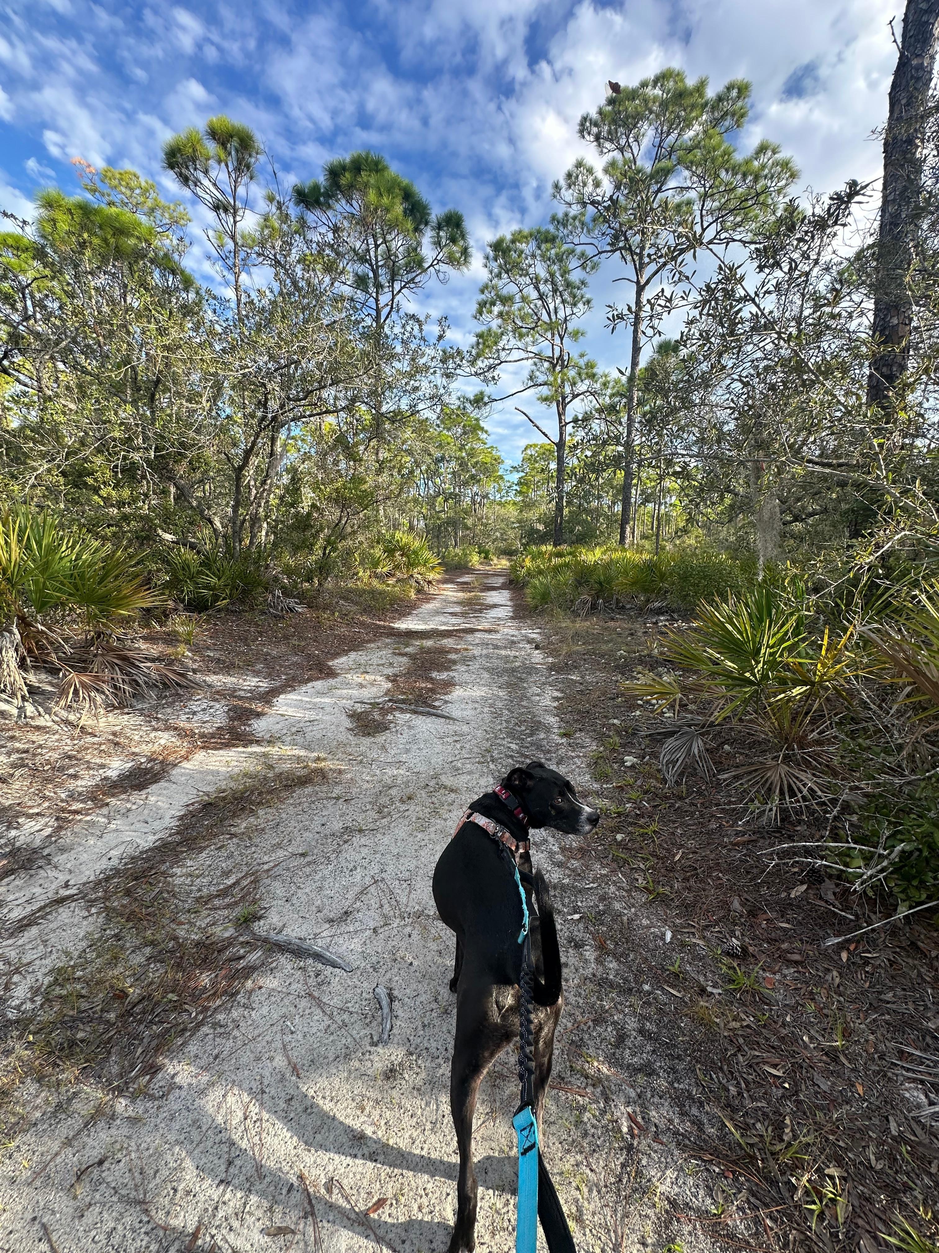 Beautiful path off of the main road