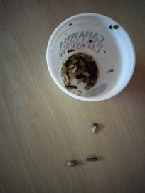 he sunflower seed shells.