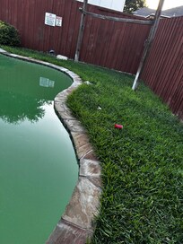 Overgrown yard, trash in yard, and beautiful green pool.