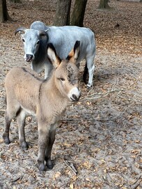Baby donkey
