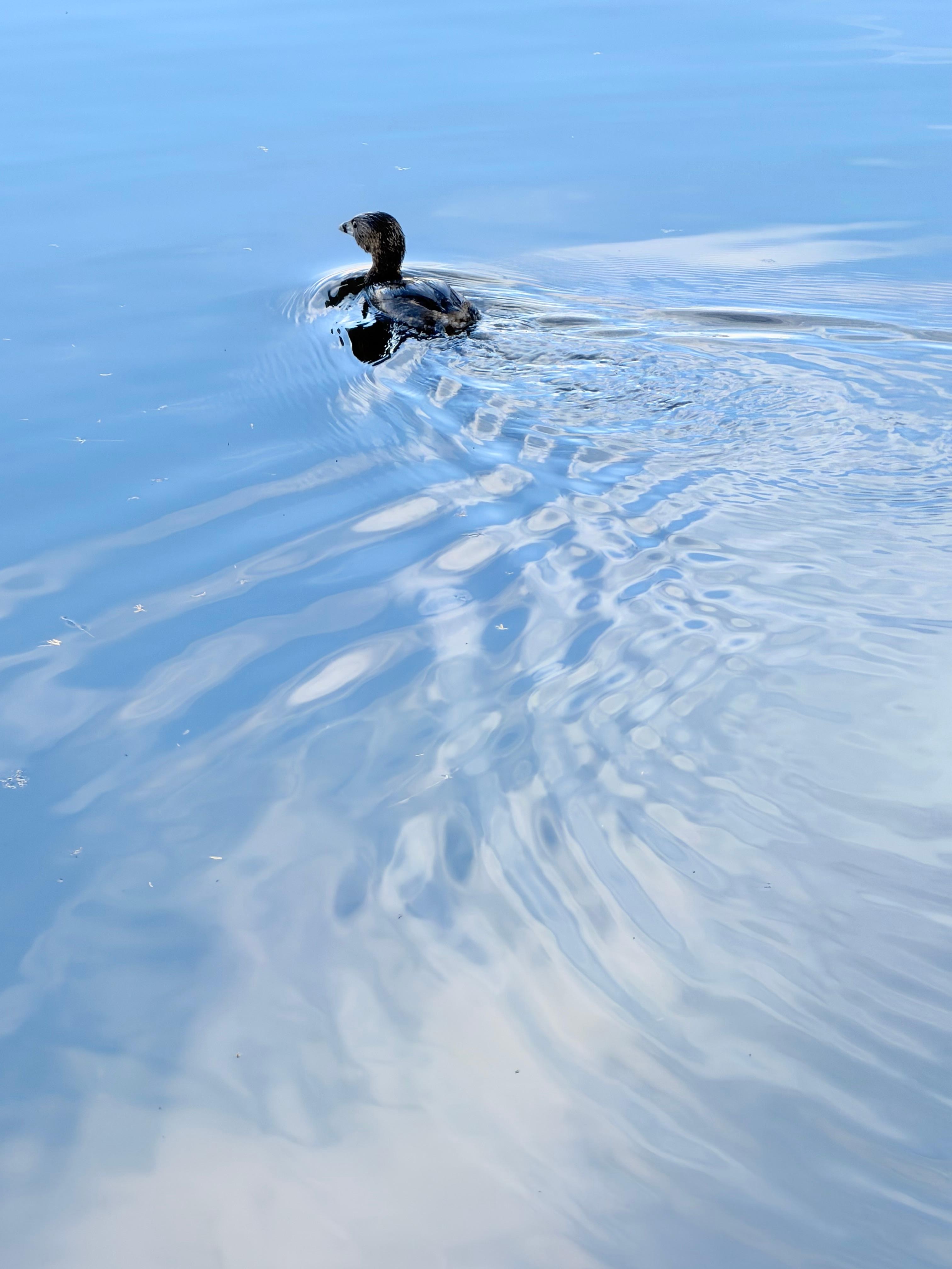 Coot swimming in Lake Las Vegas