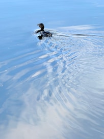 Coot swimming in Lake Las Vegas