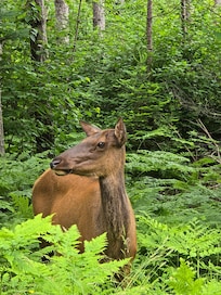One of the 8 elk we saw near Clam Lake.