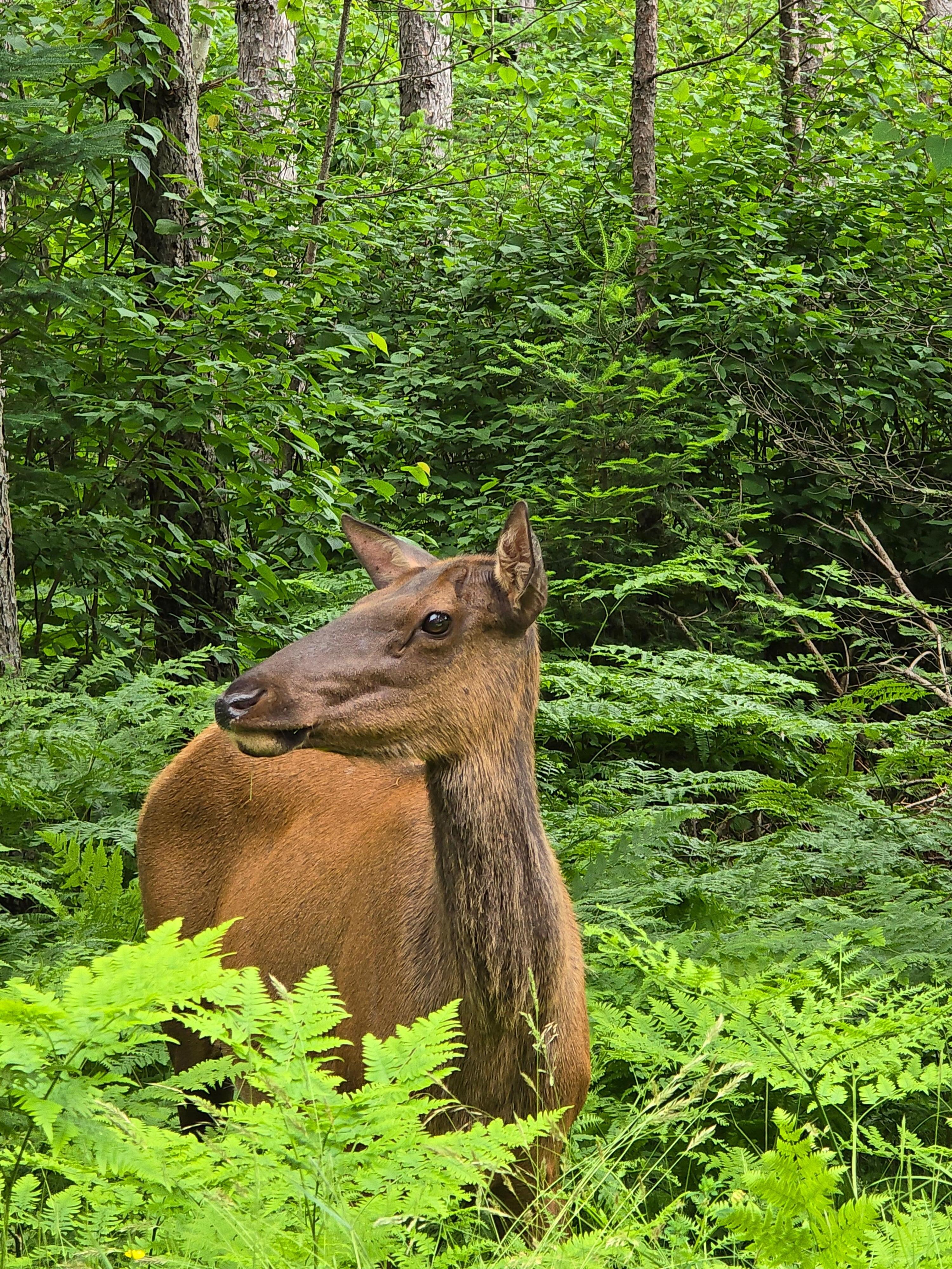 One of the 8 elk we saw near Clam Lake.