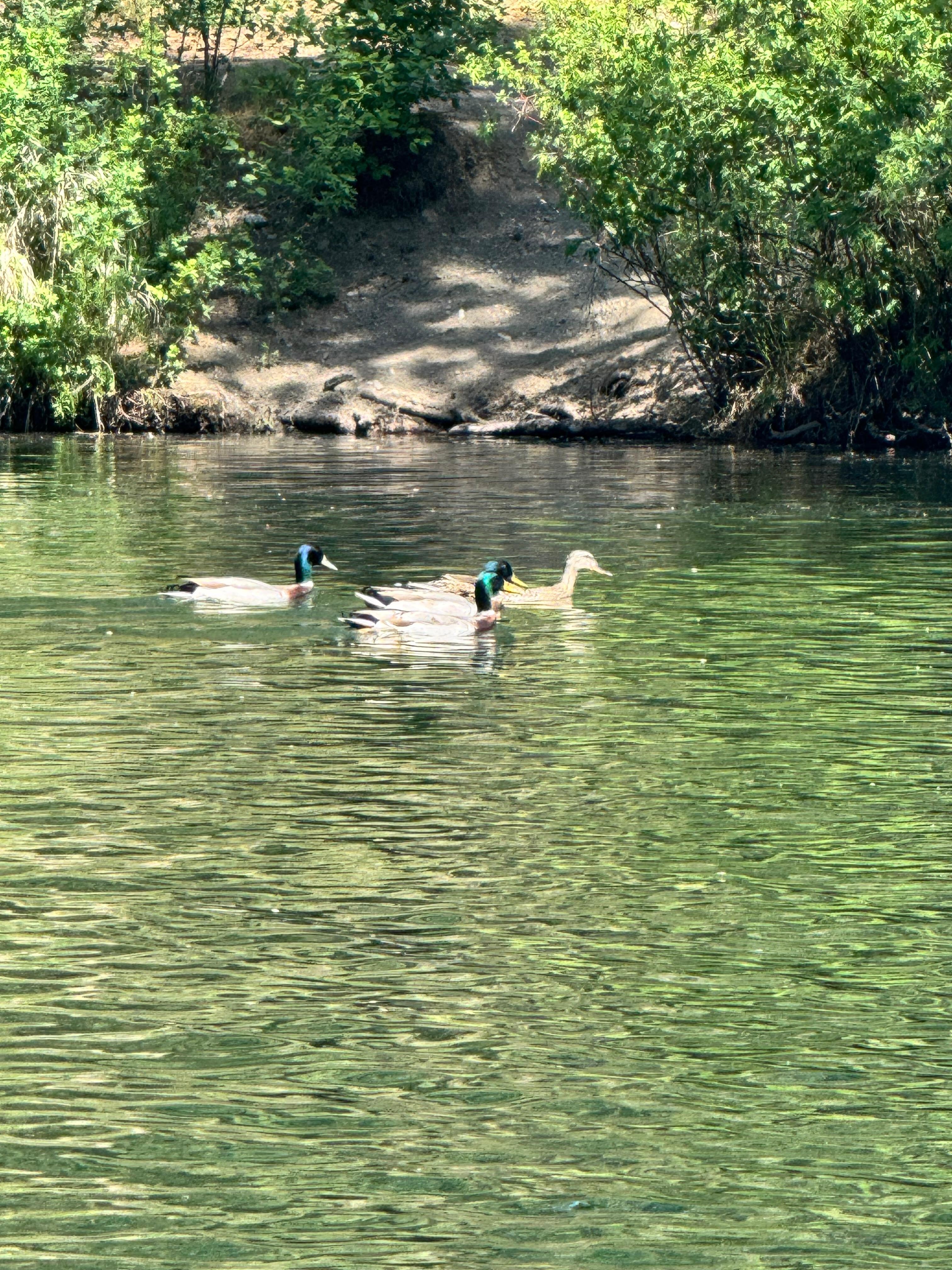 So many beautiful ducks. 