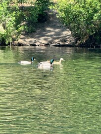 So many beautiful ducks.