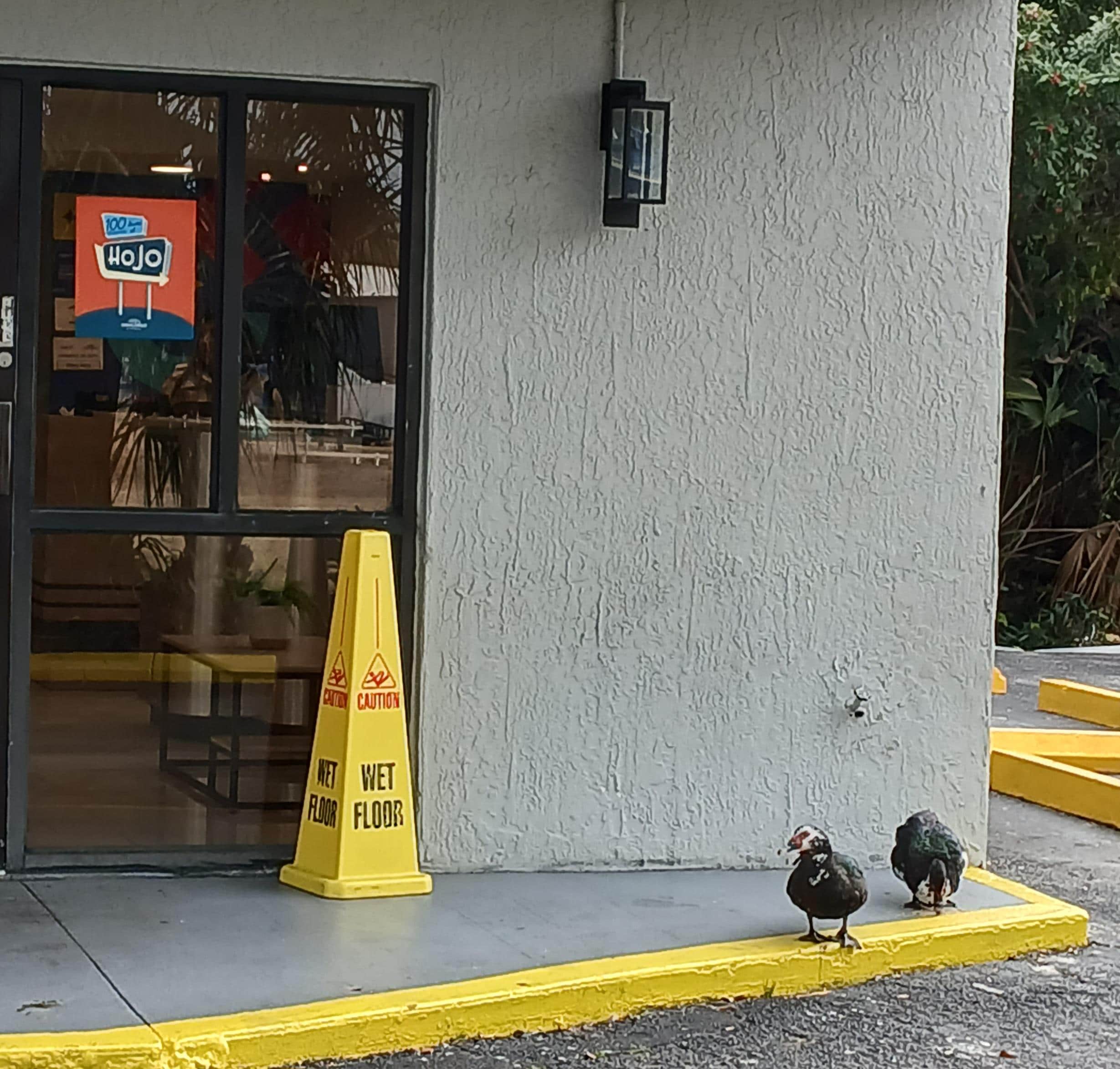 These two ducks were waiting outside the lobby every morning at breakfast.