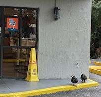 These two ducks were waiting outside the lobby every morning at breakfast.