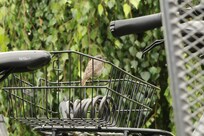 Fietsen van te voren gereserveerd bij Fahrradmix Baabe.
Vele vogels in het riet en de struiken te zien vanaf het terras. Rustige ligging.