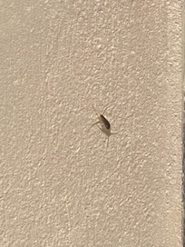 Sliver fish found in the sauna area