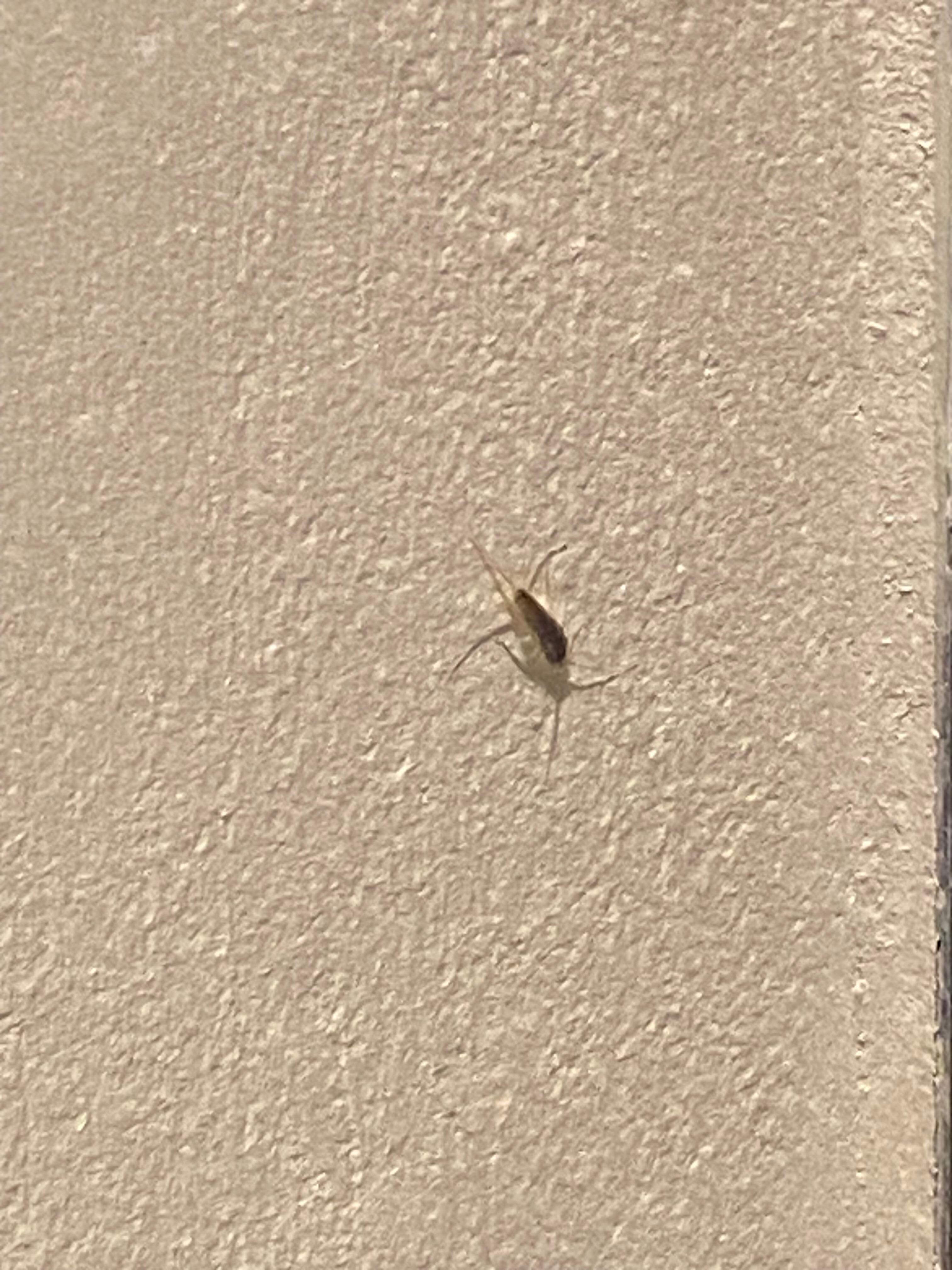 Sliver fish found in the sauna area