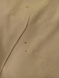 Baby roach on the bed sheets