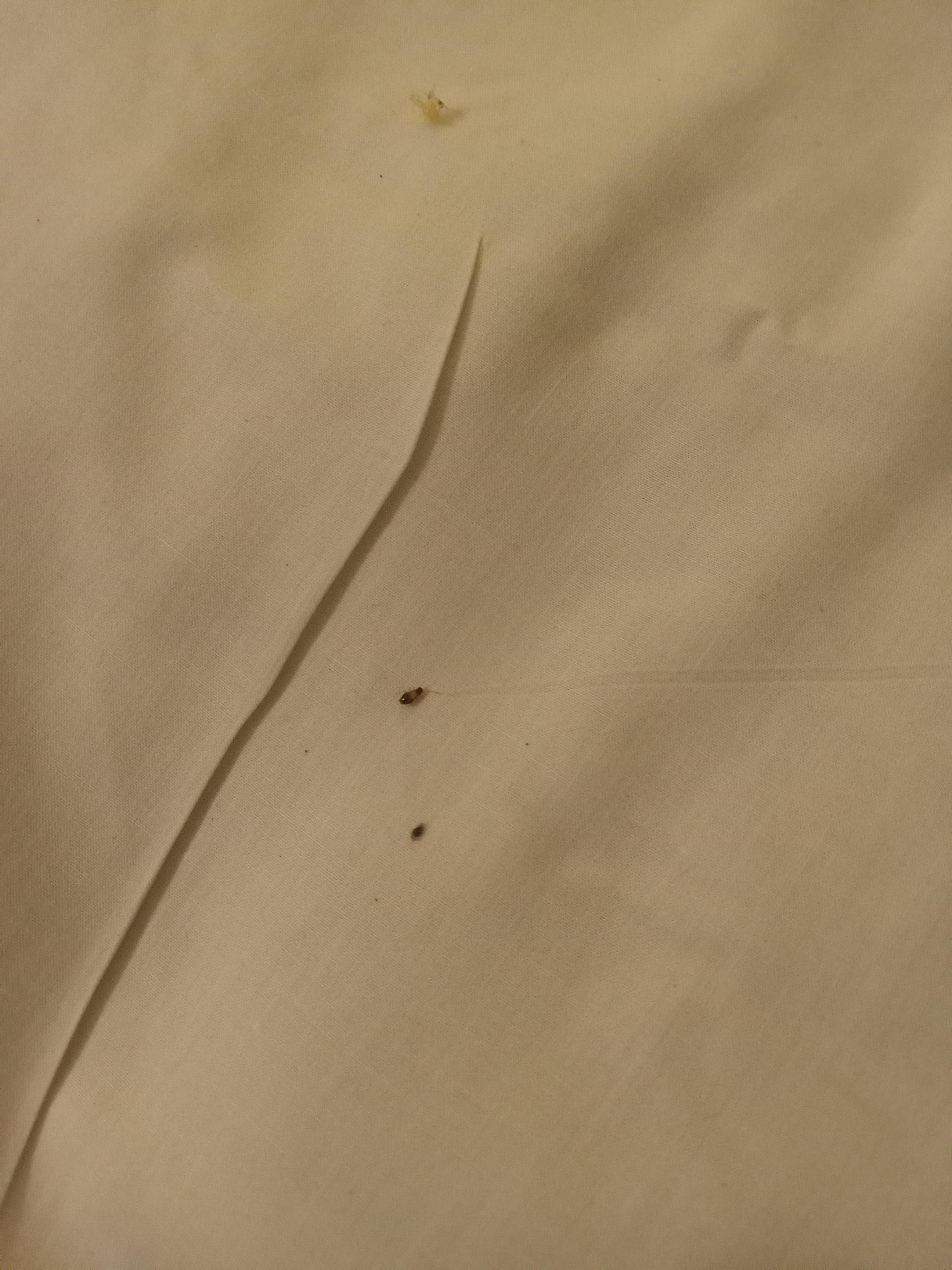 Baby roach on the bed sheets