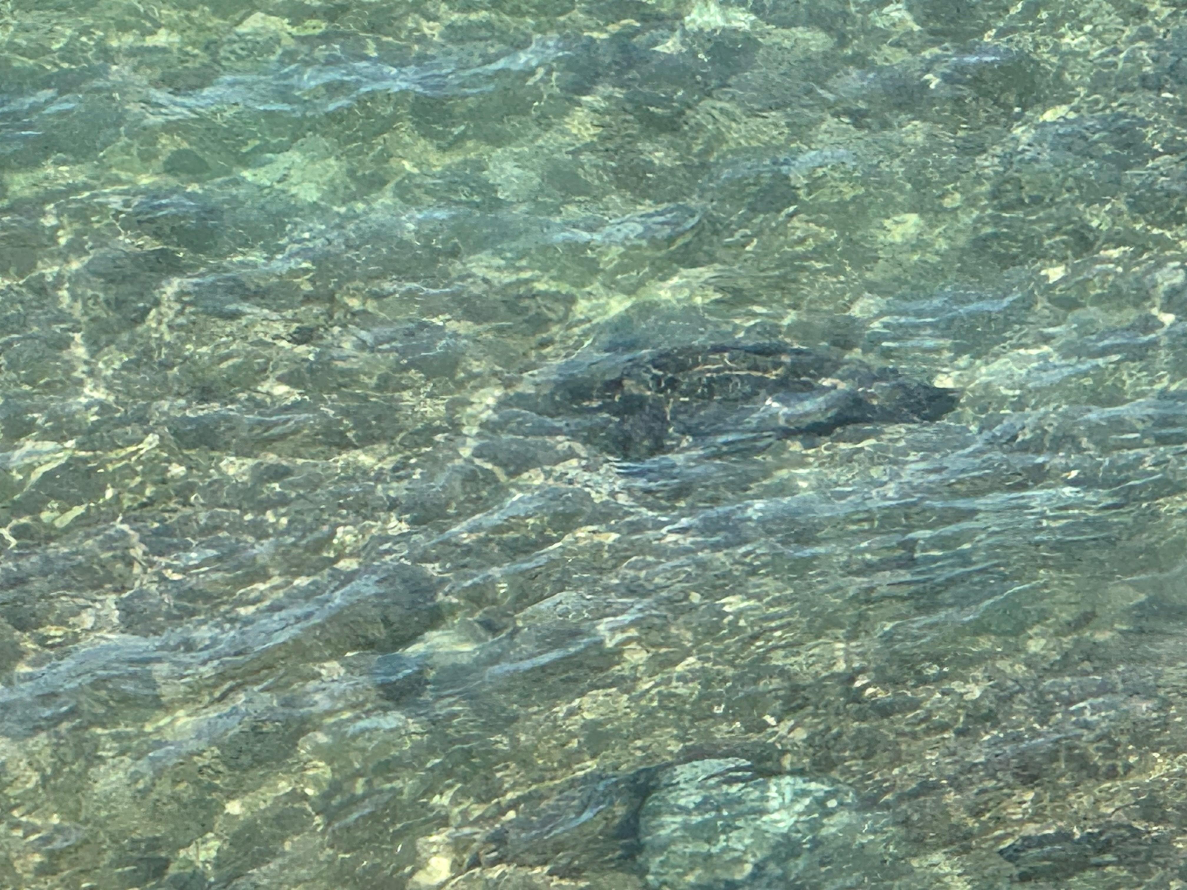 We saw a sea turtle swimming in the ocean right from our balcony!