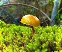 Sooo many amazing mushrooms!!