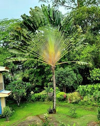 Cool tree in garden