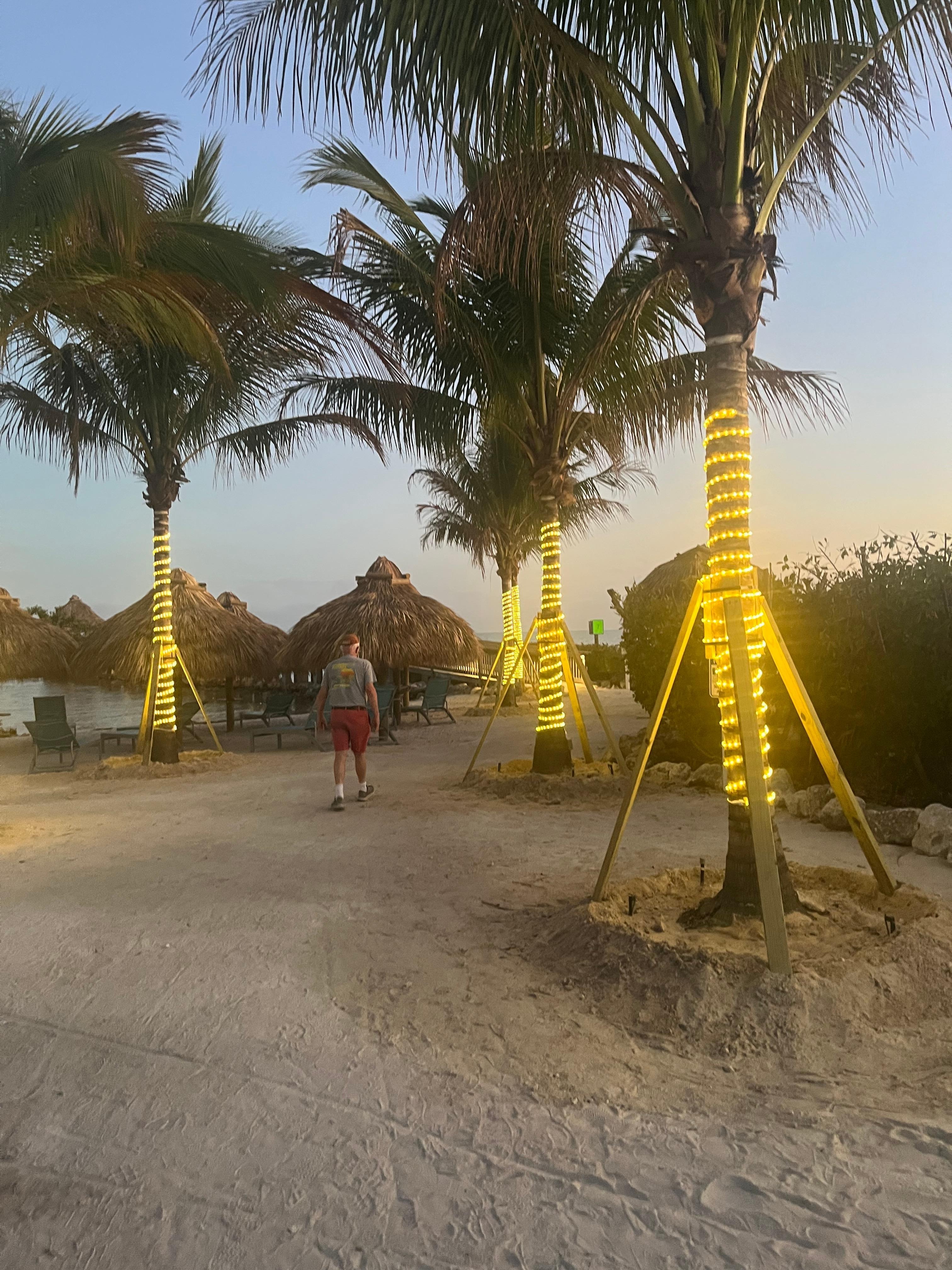 Lighted trees by the beach 