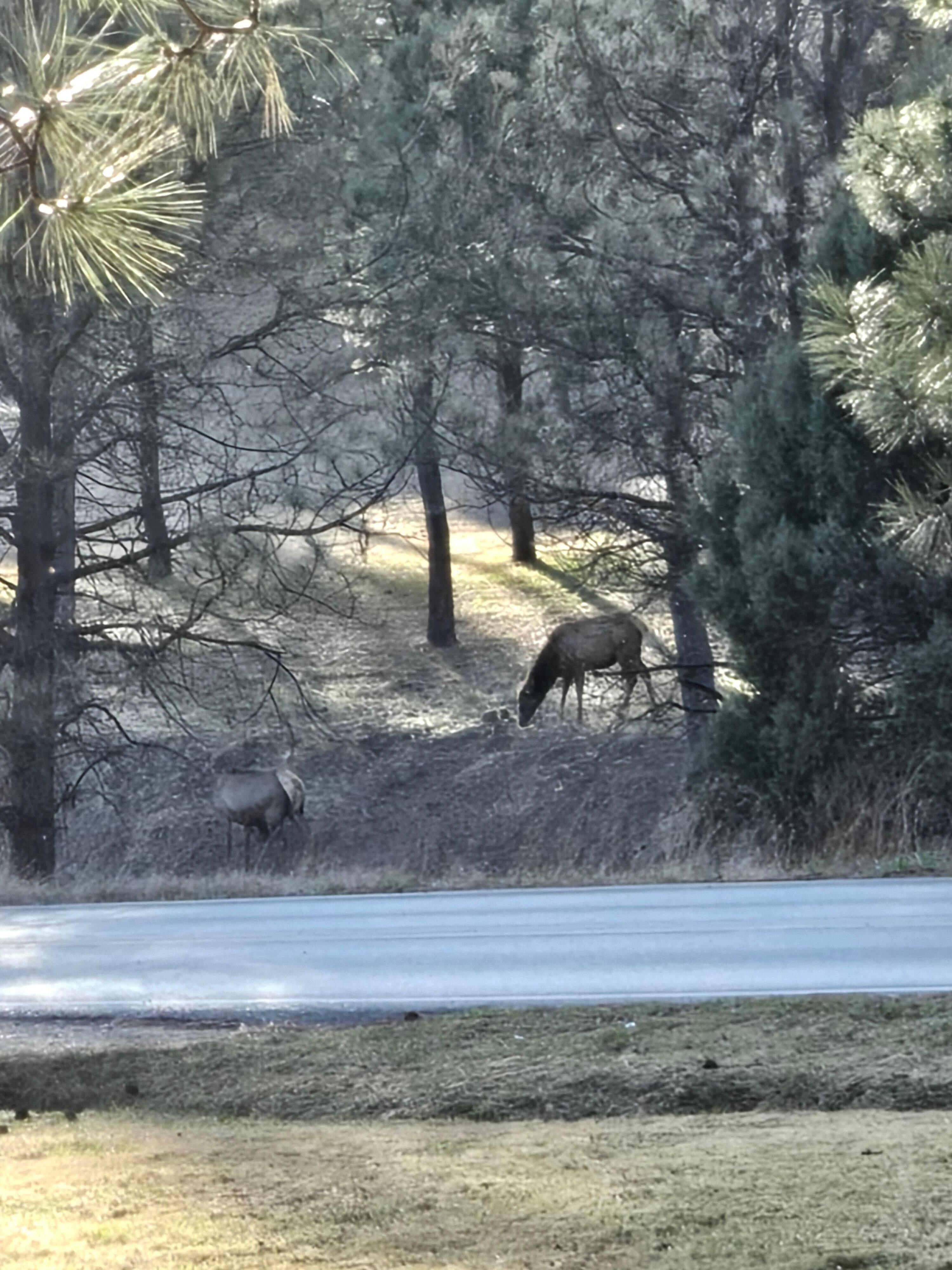 Elk in the morning 