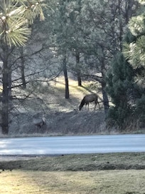 Elk in the morning