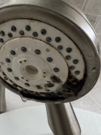 Mold growing on shower sprayer yuck!