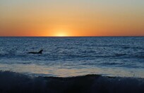dolphin swimming by at sunset
