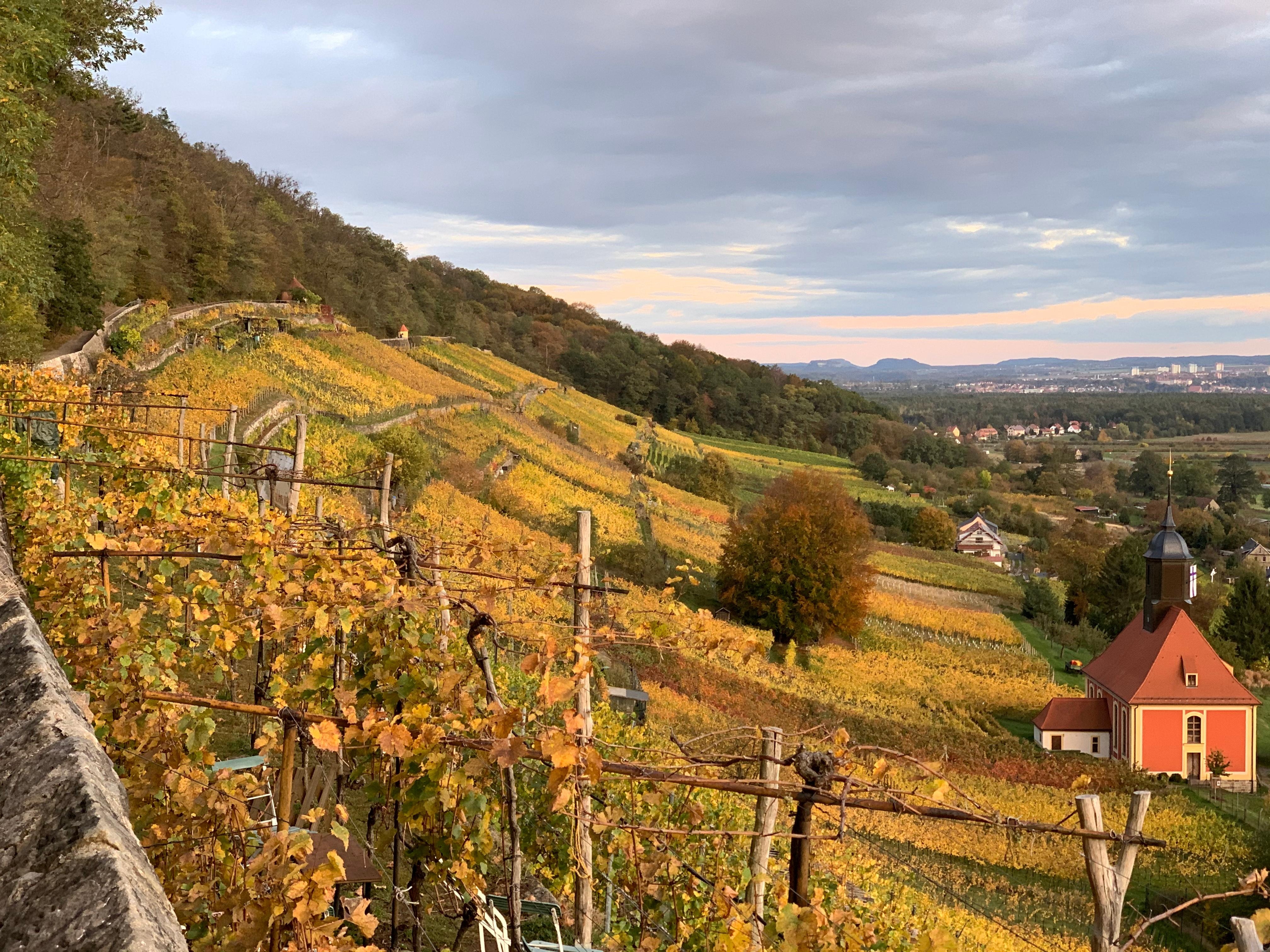 Udsigt over vinmarker mod Pirna