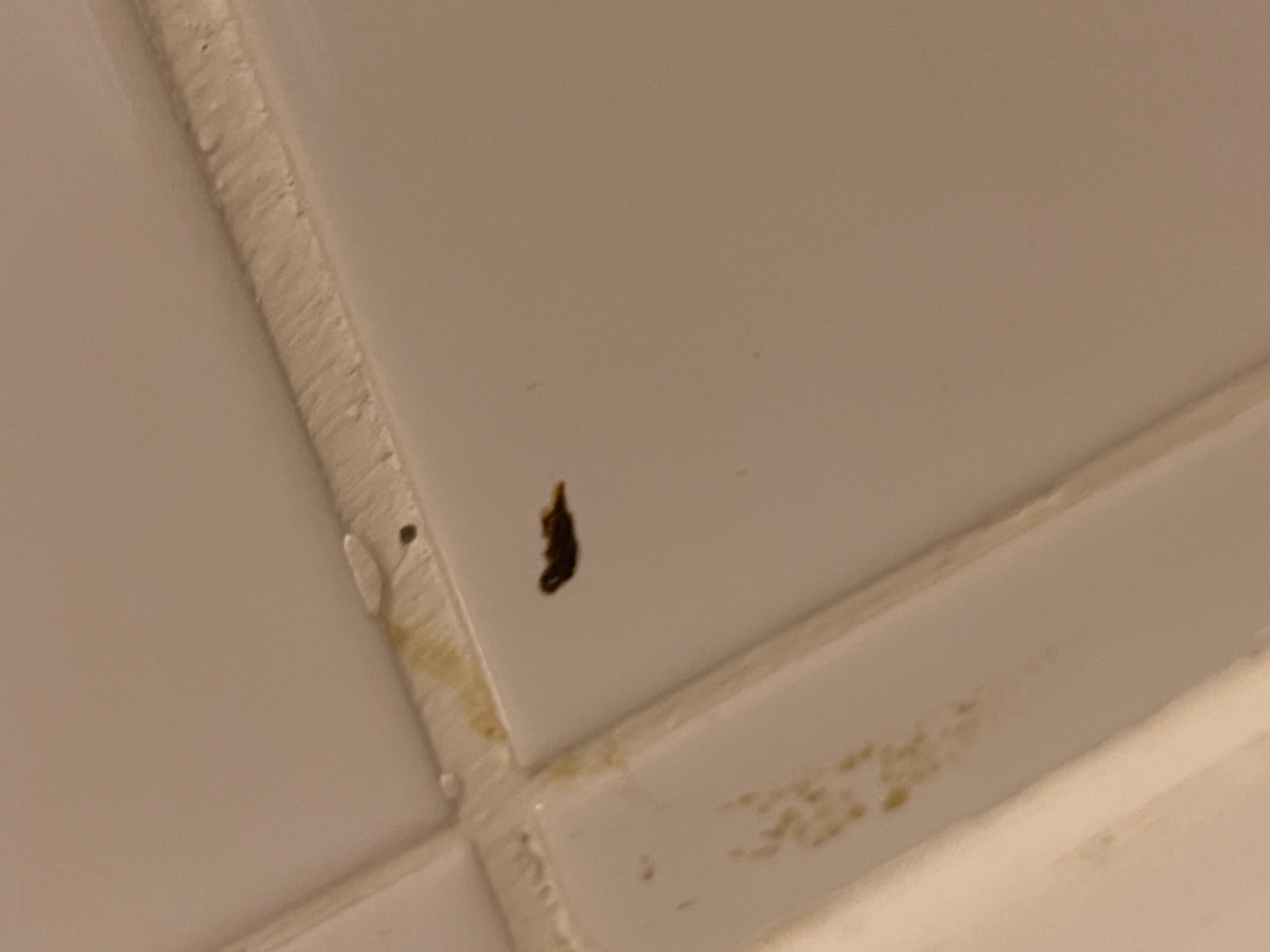 Dried blood on the bathroom tiles