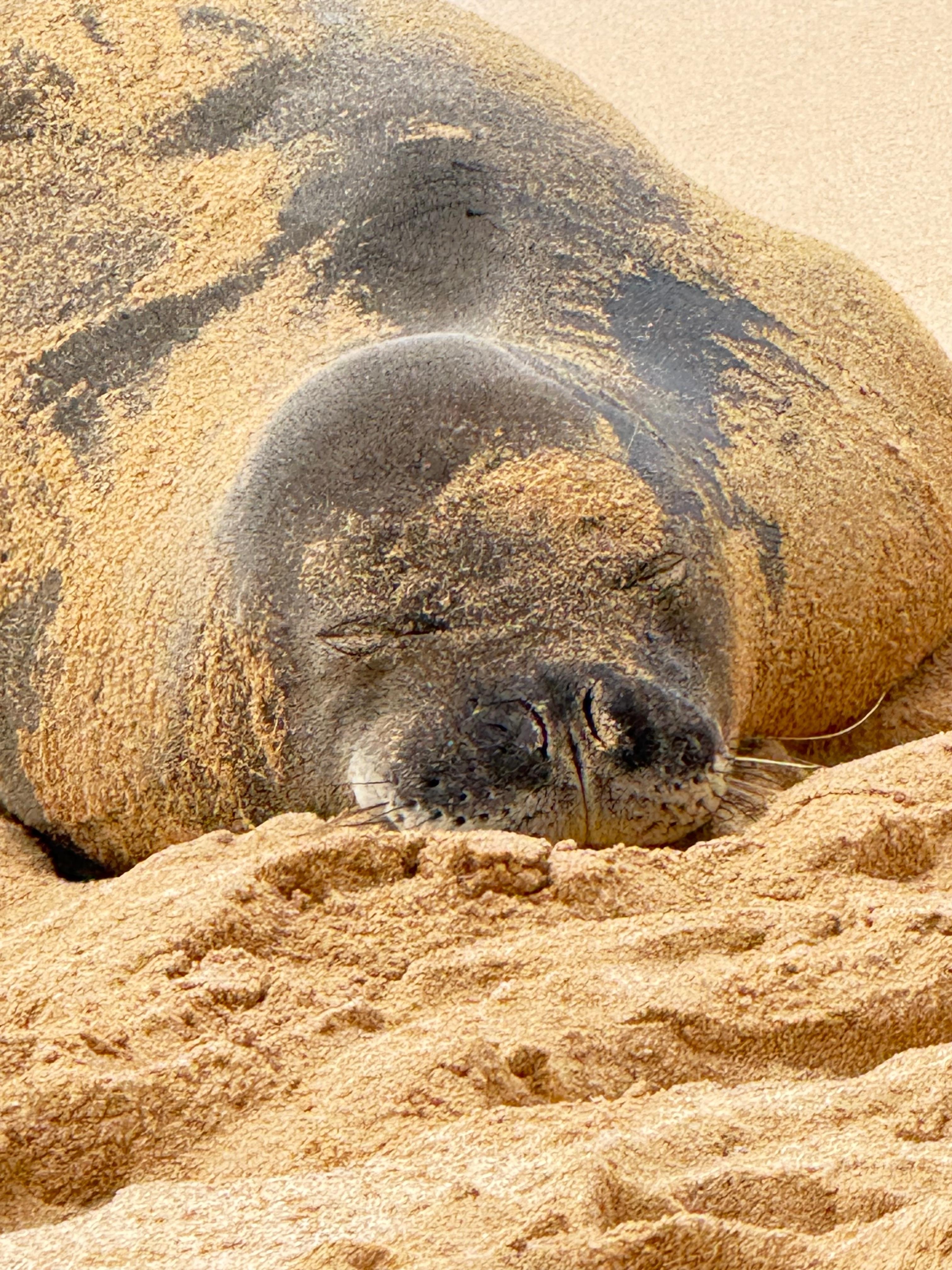 Hawaiian monk seal…cuteness