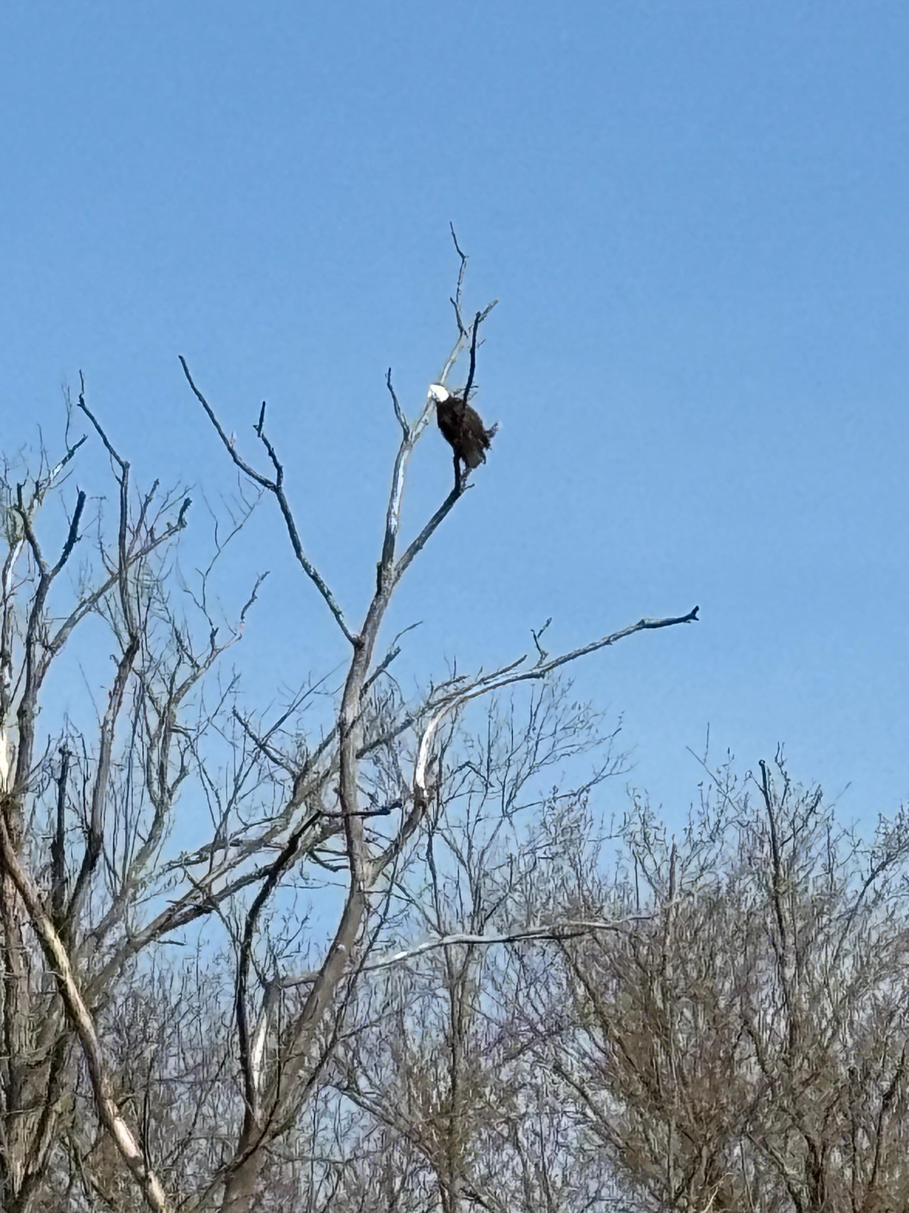 Bald eagle