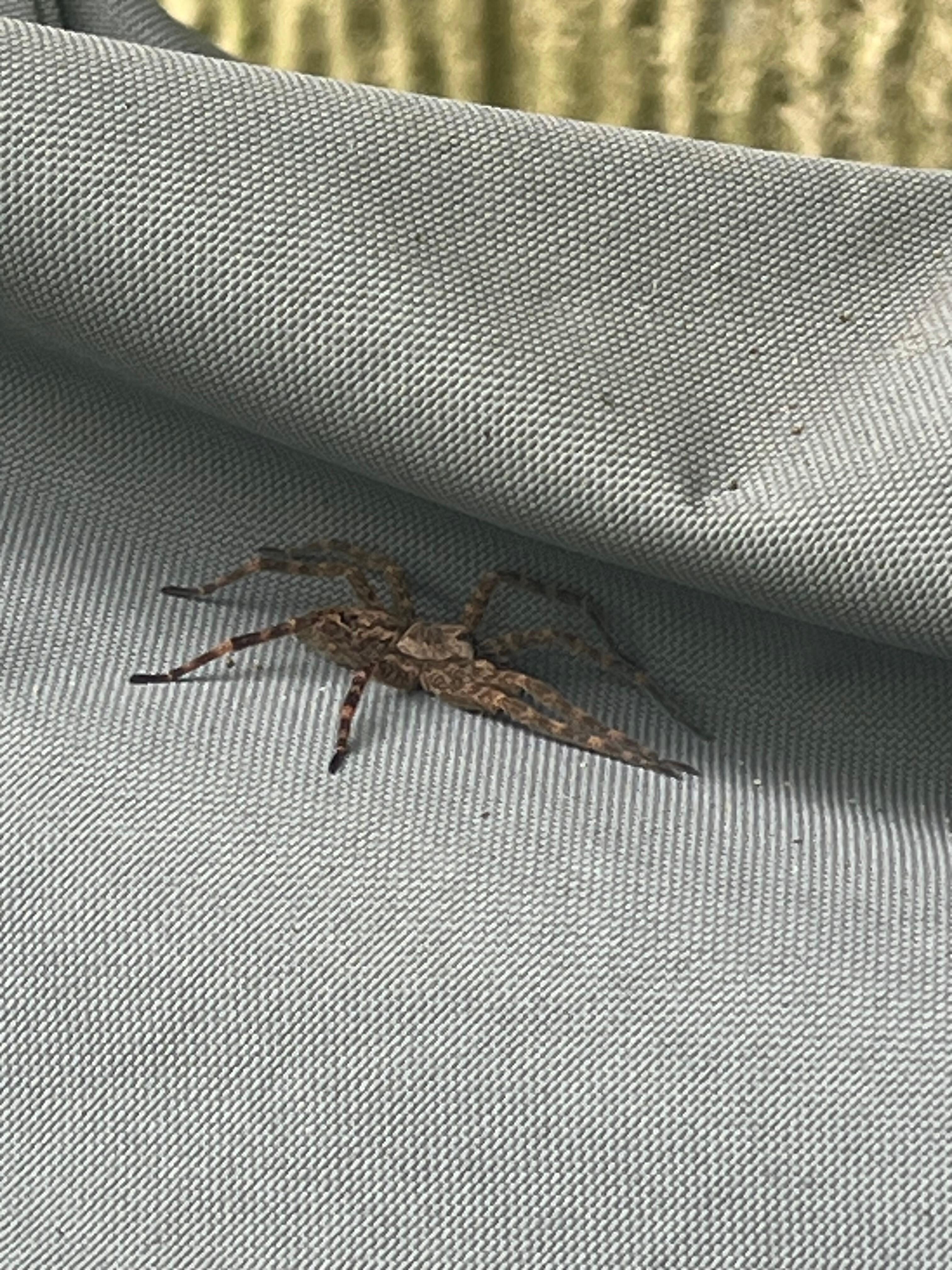 Large spider on outdoor porch 