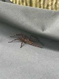 Large spider on outdoor porch