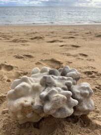 Beach corral