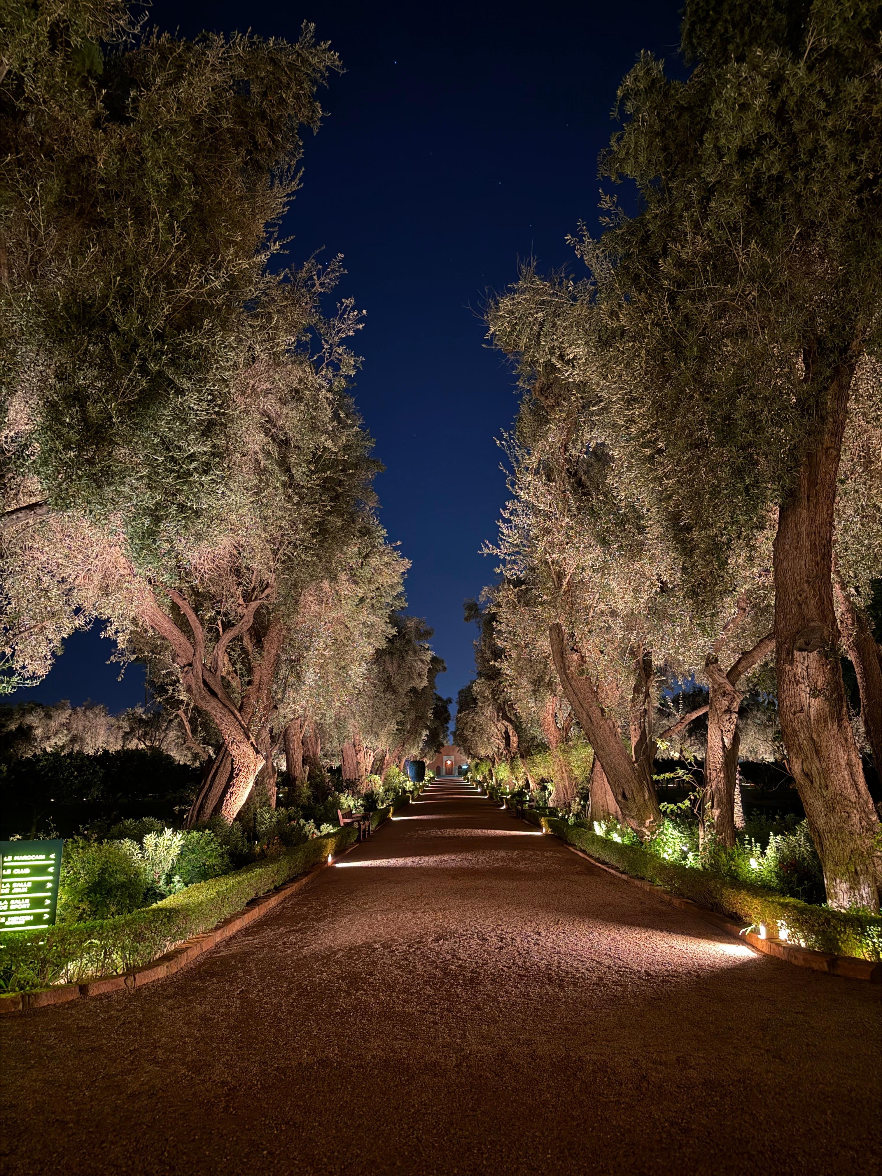 Garden at night
