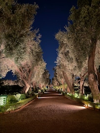 Garden at night