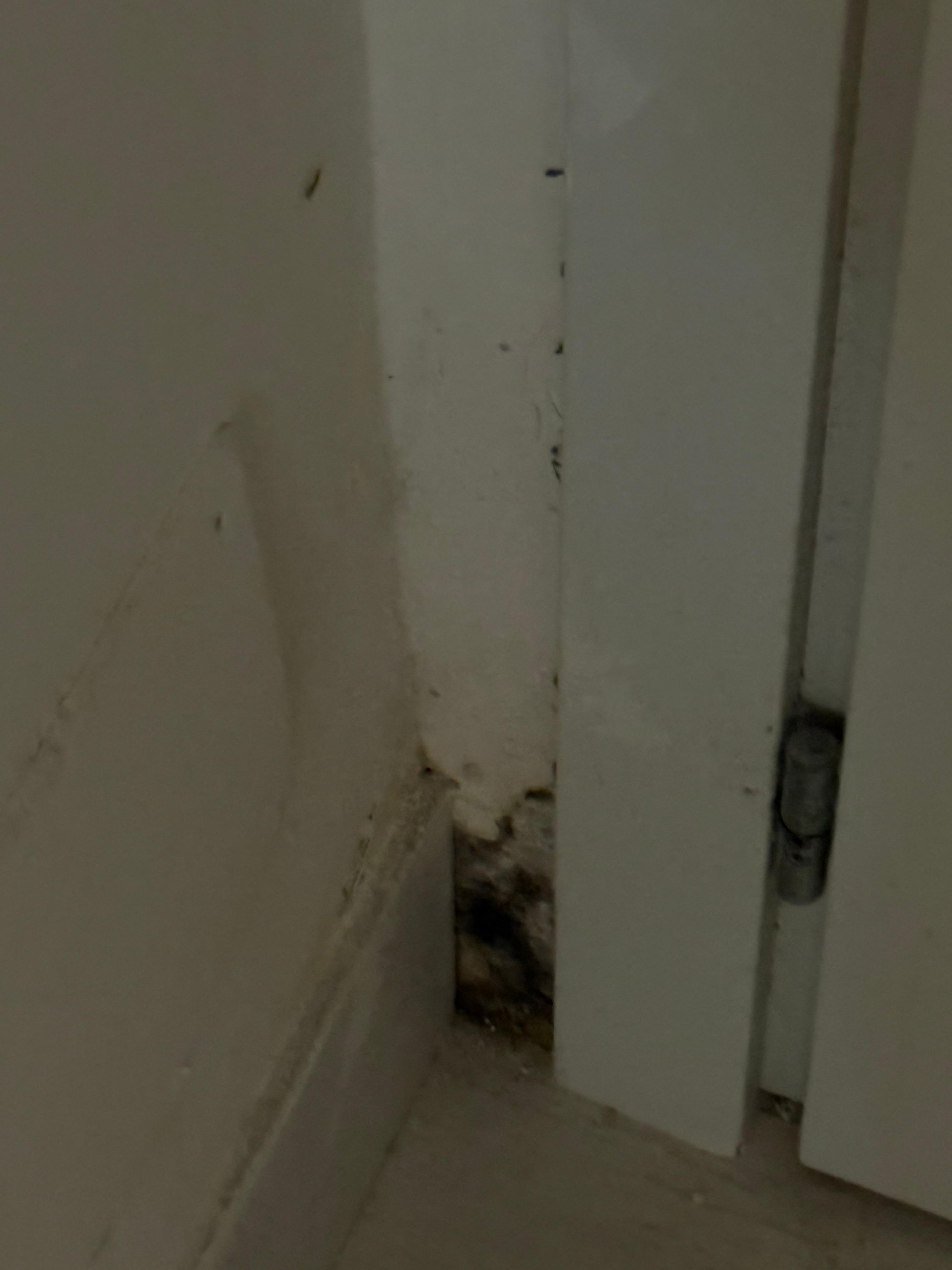 Mold