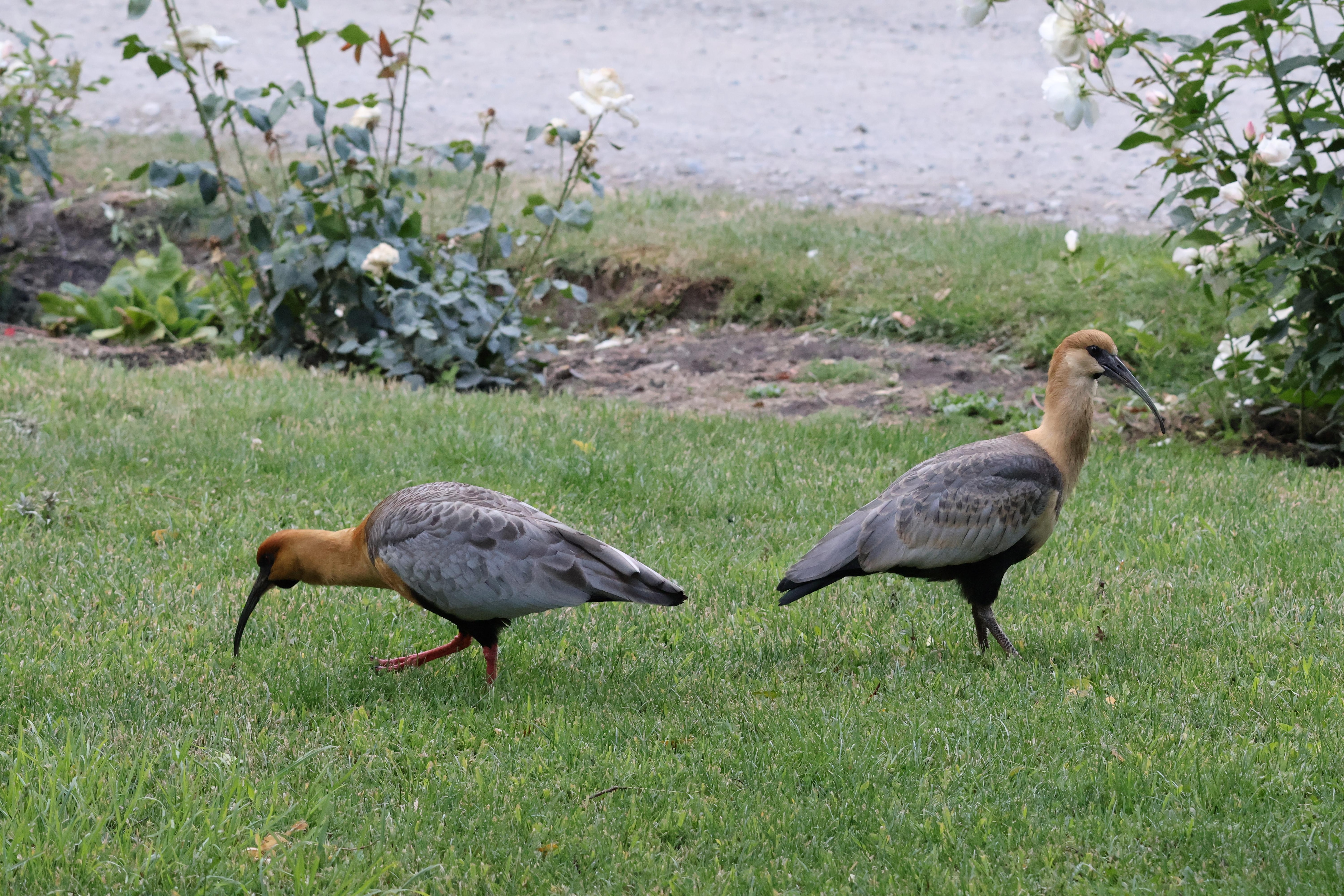 Ibis on the grounds.  Other birds as well.