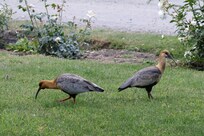 Ibis on the grounds. Other birds as well.