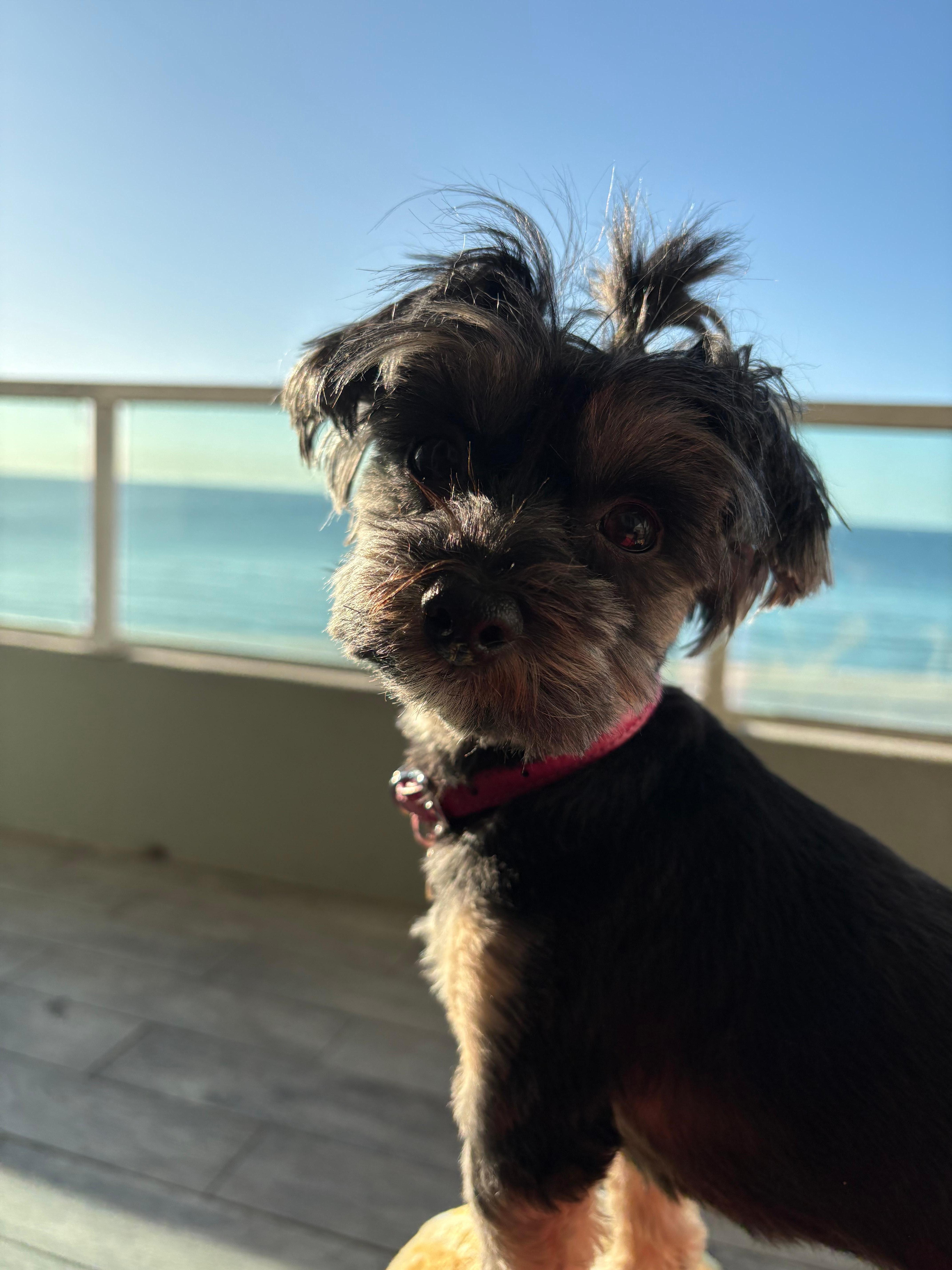 Gracie’s first trip to the ocean