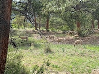 Mule deer in side-yard