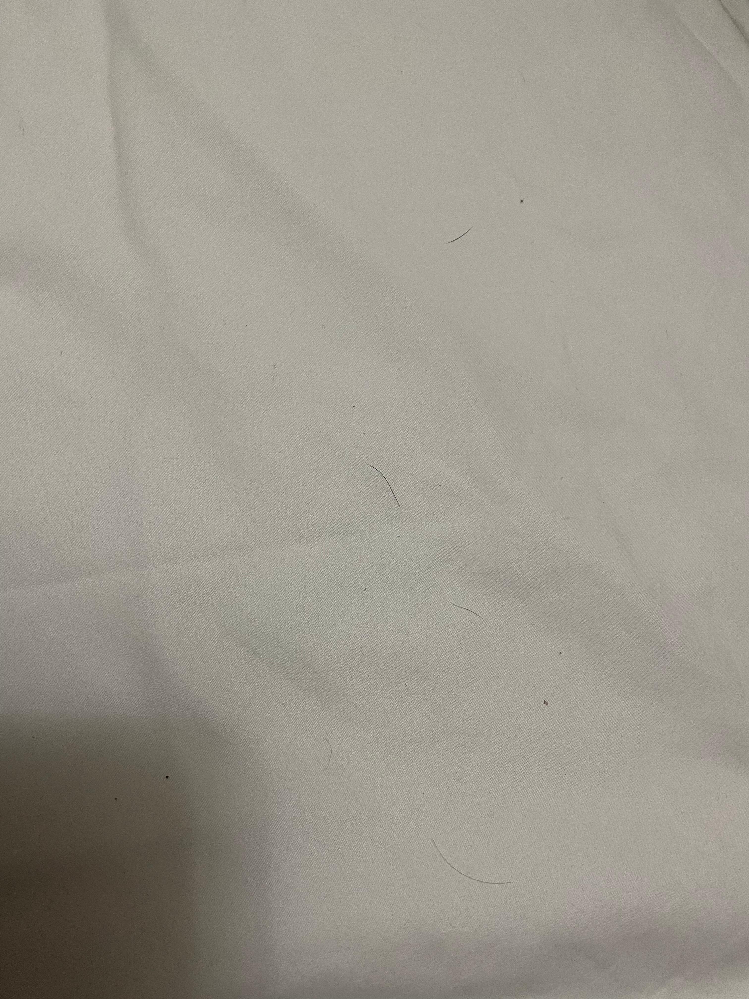 More dog hair 