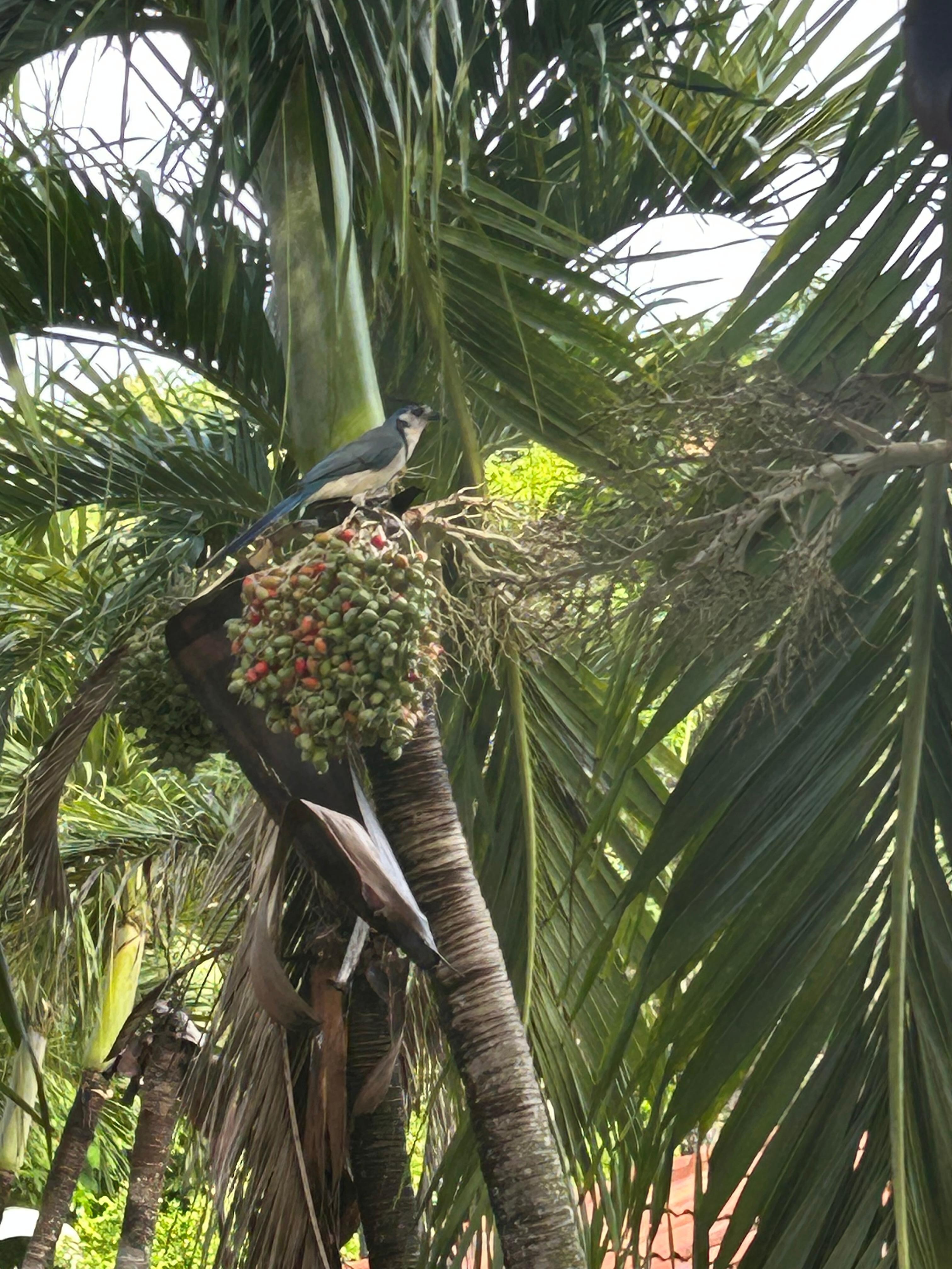 Tree on property 